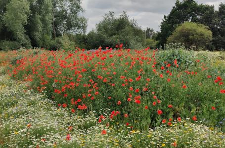 wildflowers at Stratford-upon-Avon Local Nature Reserve