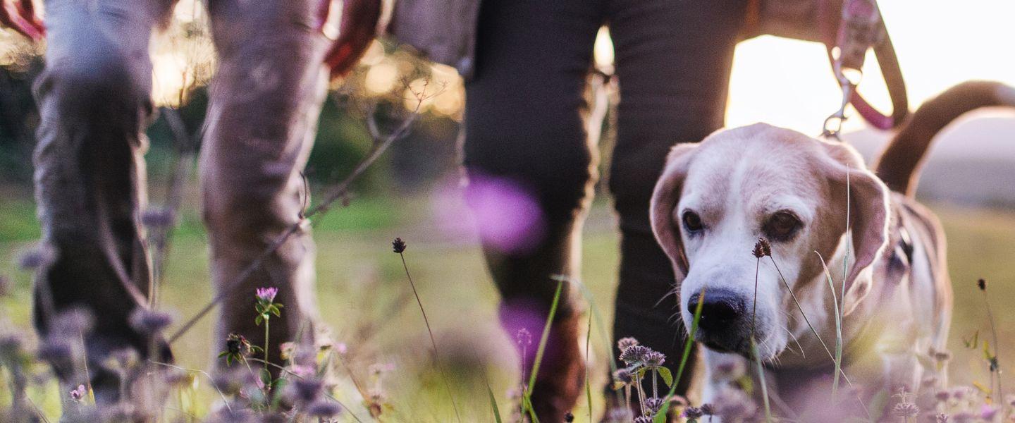 Members' Dog Walk