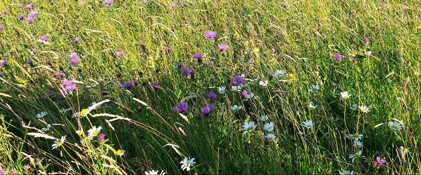 wildflower meadow