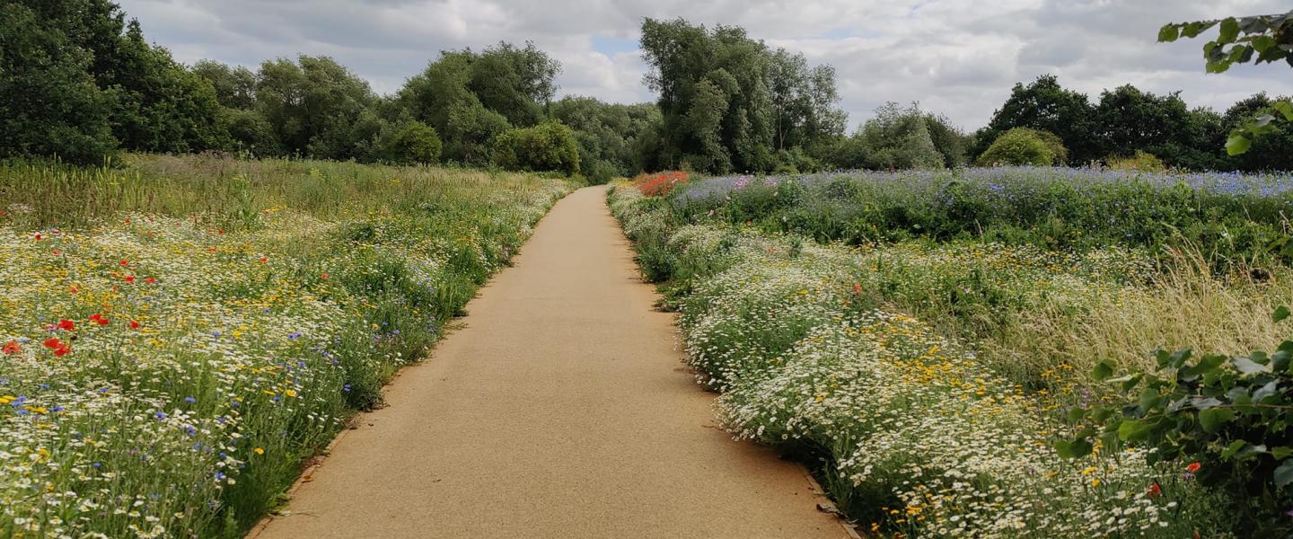 picture of path and wildflowers at Stratford-upon-Avon Local Nature Reserve